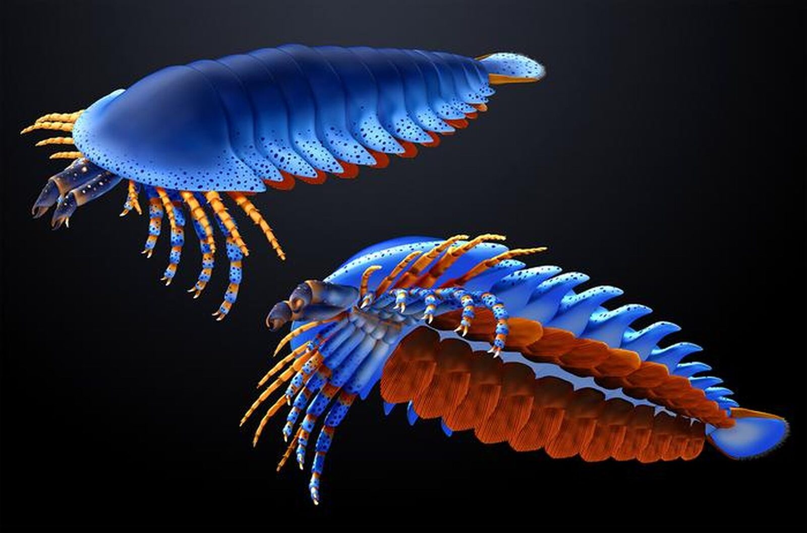 Păianjen preistoric, descoperit în adâncuri: Specie numită după Jacques Cousteau