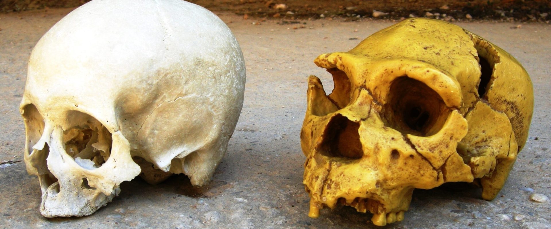 Cum ne influențează NEANDERTHALIENII viața, chiar și azi