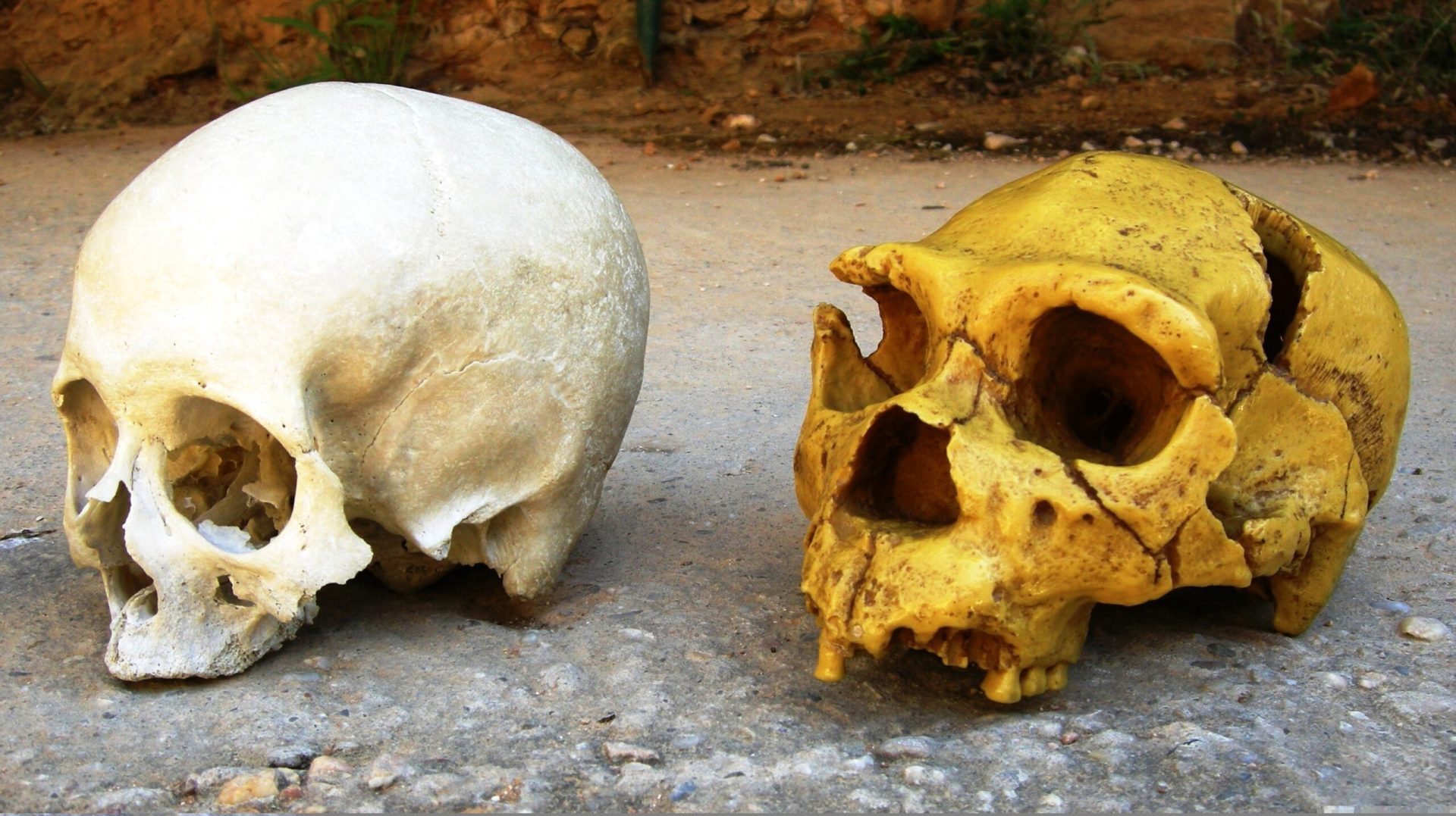 Cum ne influențează NEANDERTHALIENII viața, chiar și azi