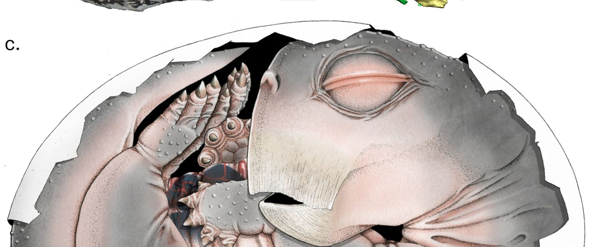 Primele dovezi: Strămoșii mamiferelor depuneau ouă