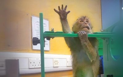 Imagini șocante din laborator: Scandal uriaș cu teste pe animale