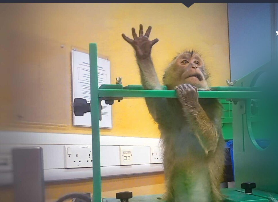 Imagini șocante din laborator: Scandal uriaș cu teste pe animale