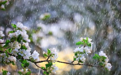 Meteorologii anunță: Vreme friguroasă și ploi de 1 Mai în România