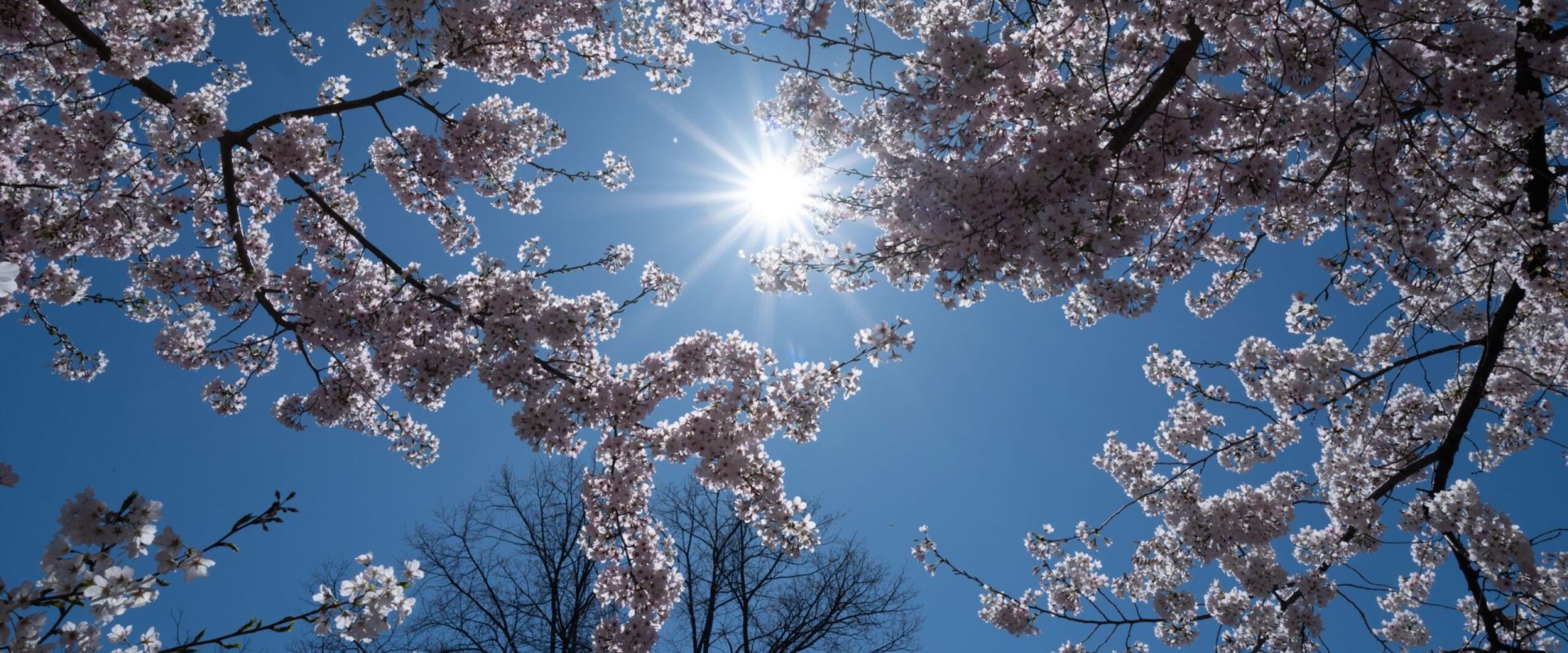 Meteorologii anunță: Cum va fi vremea de 1 Mai în România