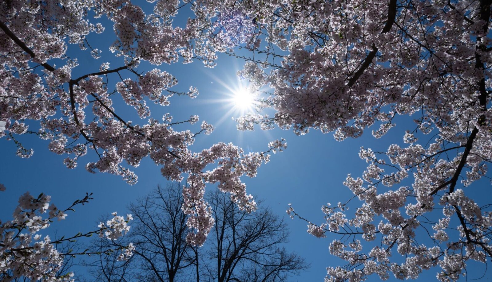Meteorologii anunță: Cum va fi vremea de 1 Mai în România