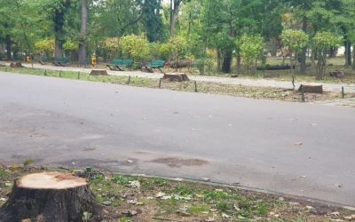 Bucureștenii decid viitorul Parcului Herăstrău: Cum îl vor după restaurare?