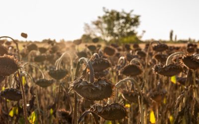 UE dă 15 mil. Euro fermierilor români afectați de secetă