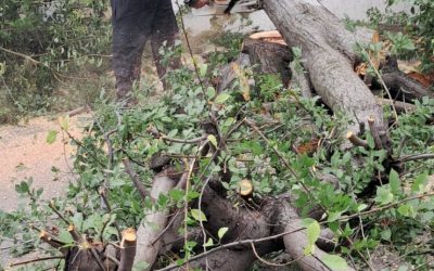 Furtună medievală: Copaci căzuți și mașini distruse în 6 județe