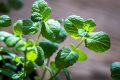 Menta uscată: Așa păstrează aroma și leacul ei