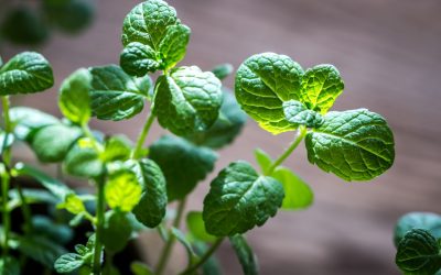 Menta uscată: Așa păstrează aroma și leacul ei
