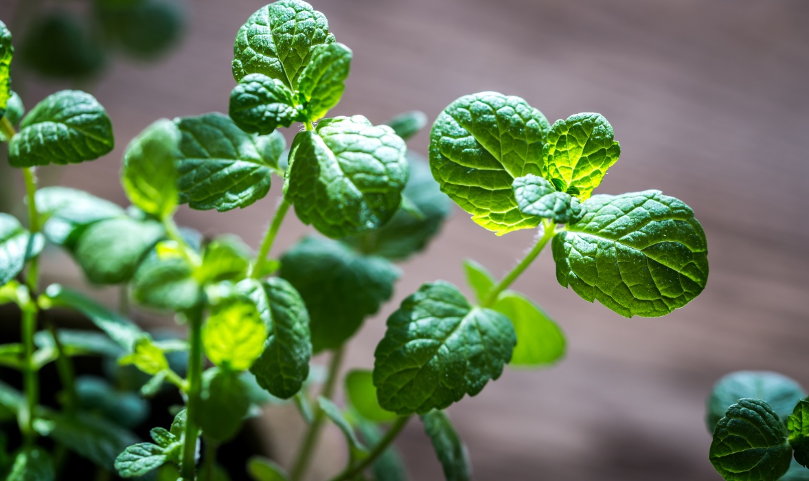 Menta uscată: Așa păstrează aroma și leacul ei