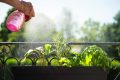 Trei plante aromate scapă de insecte și parfumă casa