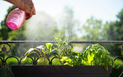 Trei plante aromate scapă de insecte și parfumă casa