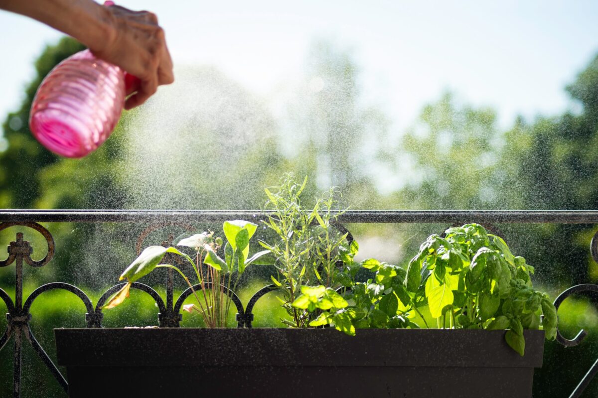 Trei plante aromate scapă de insecte și parfumă casa