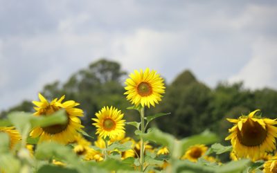 România spre recolte record: 8,67 mil. Tone porumb, 3,06 mil. Tone floarea-soarelui