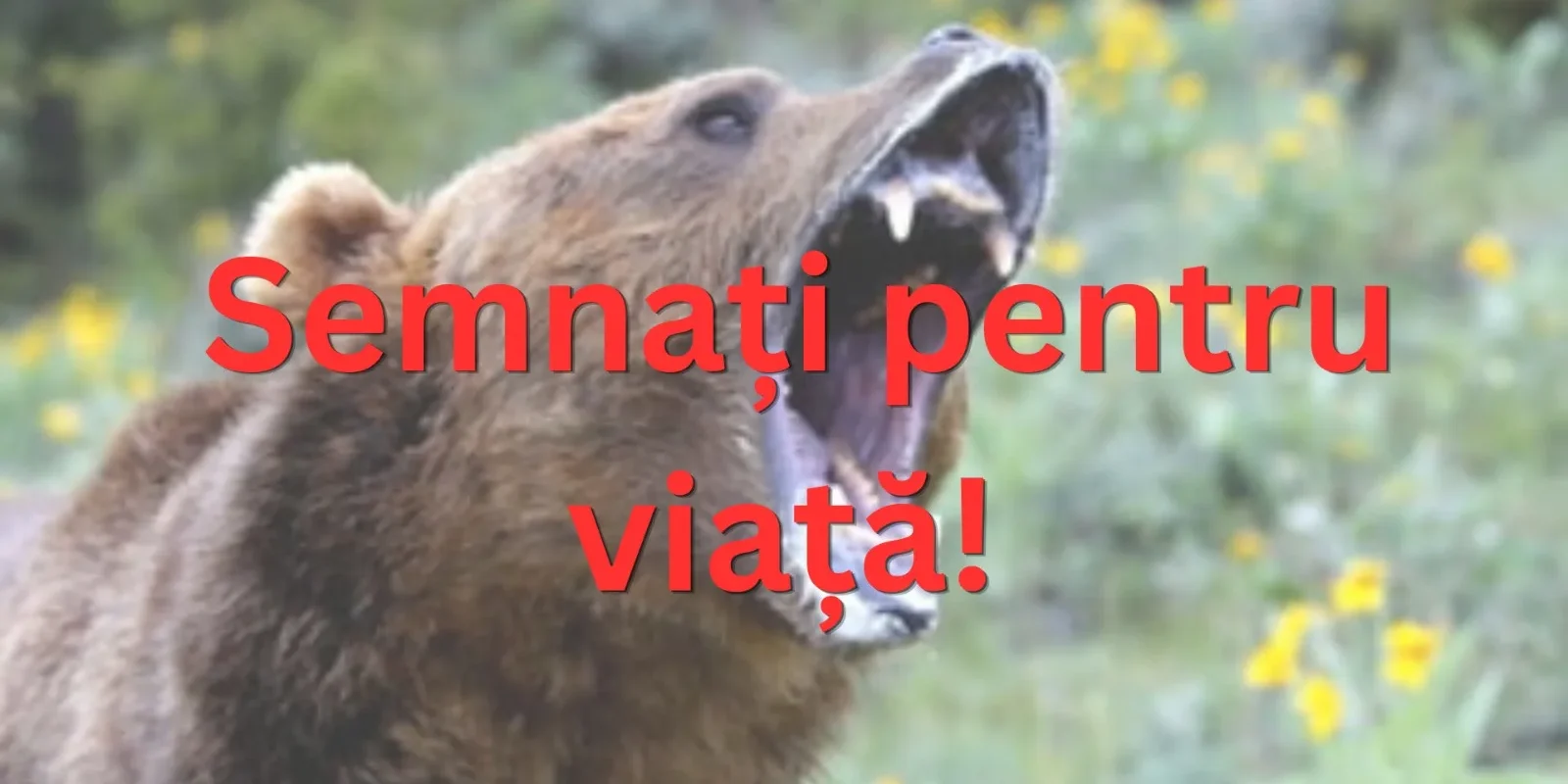 Urșii scapă de sub control, populația cere ajutor