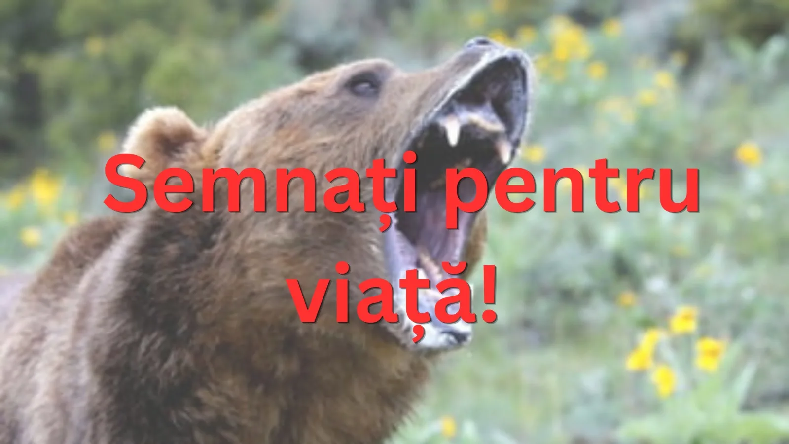 Urșii scapă de sub control, populația cere ajutor