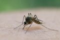 Grecia, LOVITĂ DE WEST NILE: FOCUS ÎN ATENA ȘI ÎMPREJURIMI