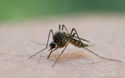 Grecia, LOVITĂ DE WEST NILE: FOCUS ÎN ATENA ȘI ÎMPREJURIMI
