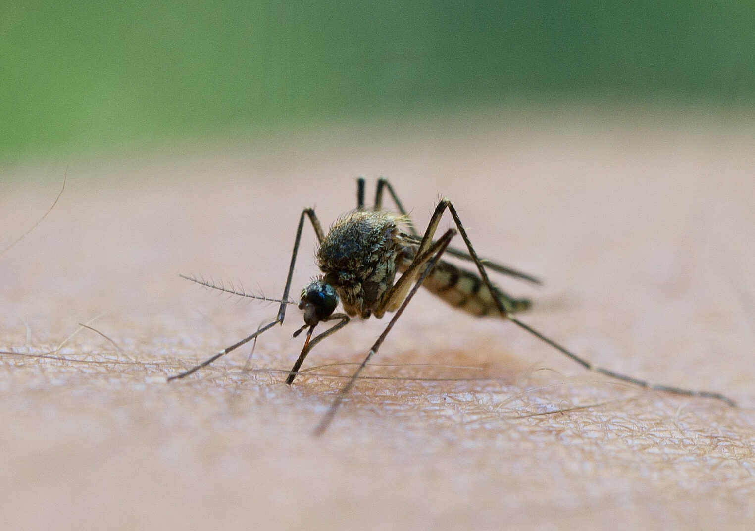 Grecia, LOVITĂ DE WEST NILE: FOCUS ÎN ATENA ȘI ÎMPREJURIMI