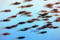 Oceanele, arse de caniculă: August, cel mai fierbinte lună din istorie