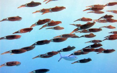 Oceanele, arse de caniculă: August, cel mai fierbinte lună din istorie