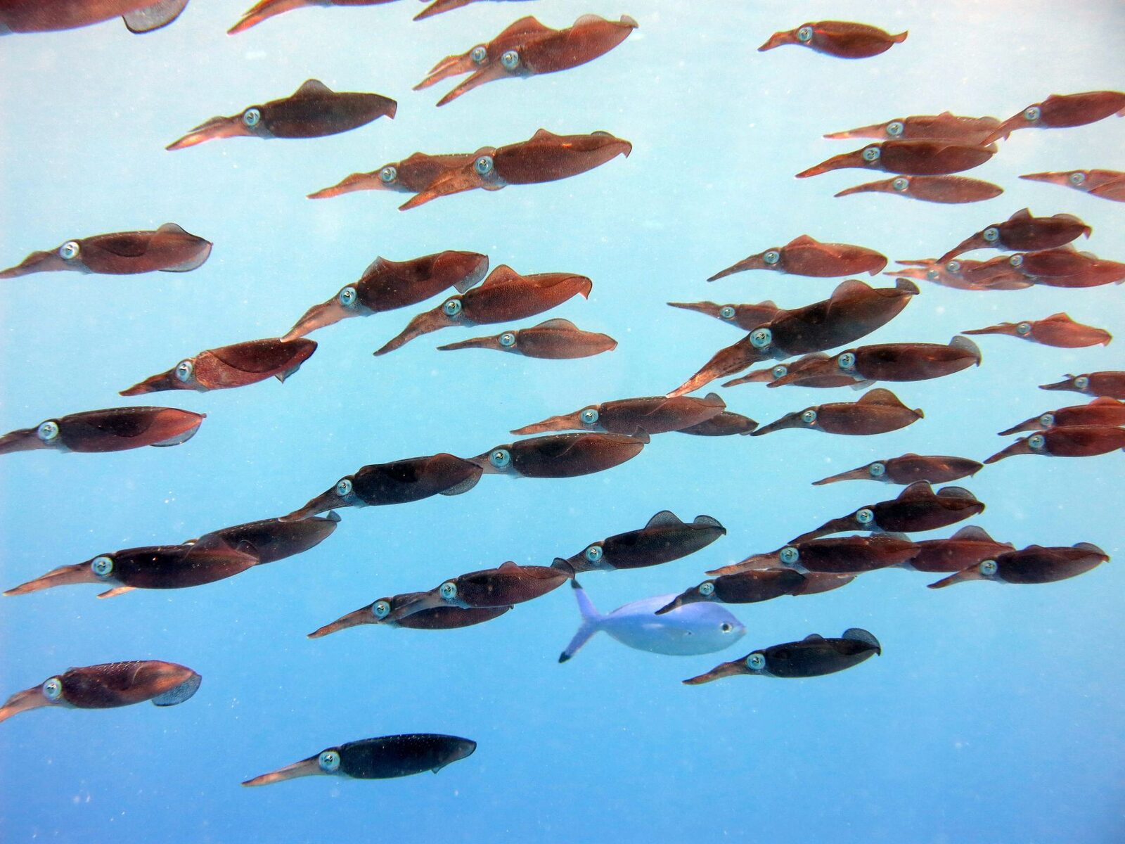 Oceanele, arse de caniculă: August, cel mai fierbinte lună din istorie