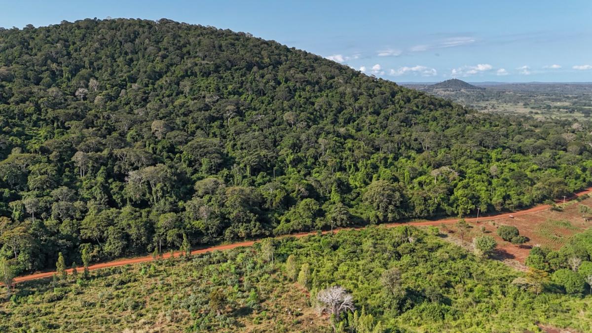 ASFOR: Fond forestier CREȘTE, dar recoltă la 44% din spor. Piața se reface