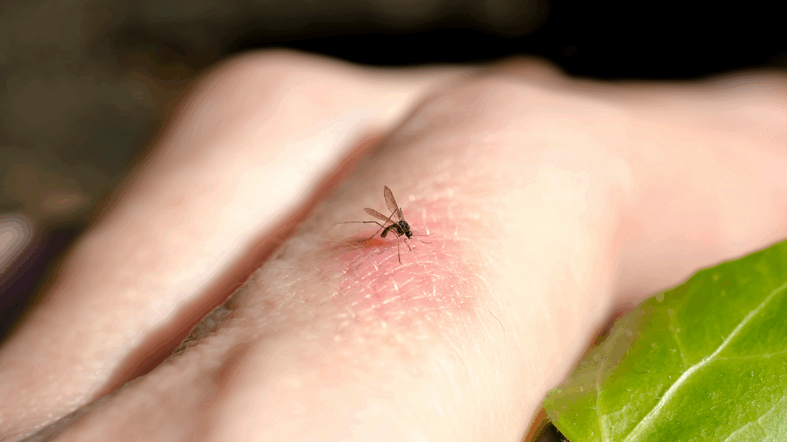 Viespi și țânțari: Scăpați de ei natural, recomandă specialiștii