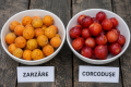 Zarzăre vs. Corcodușe: Diferențe ușor de prins