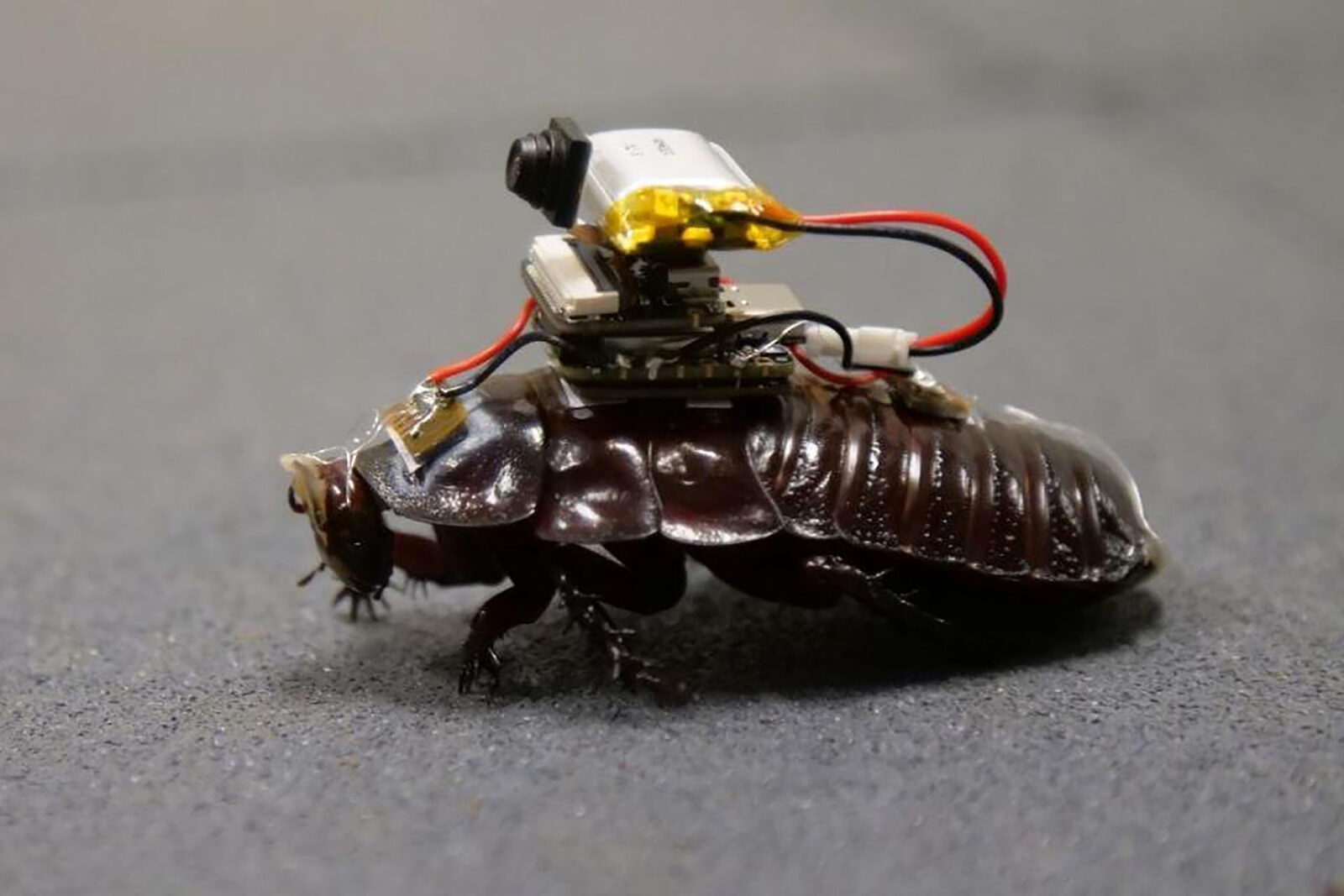 Gândaci-cyborg cu camere salvează oameni din dărâmături