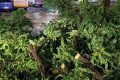 Furtună devastatoare în Arad: Copaci pe mașini și trotuare