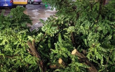 Furtună devastatoare în Arad: Copaci pe mașini și trotuare