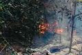 Incendiu Pădure Plauru: Drone explodate, cauza probabilă
