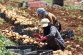 As wars spread, the global food system unravels