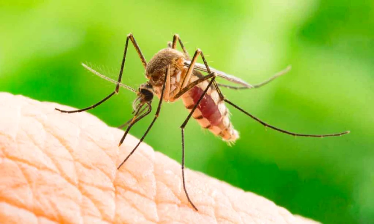 West Nile în Grecia: Cât riscăm? Recomandări turiști