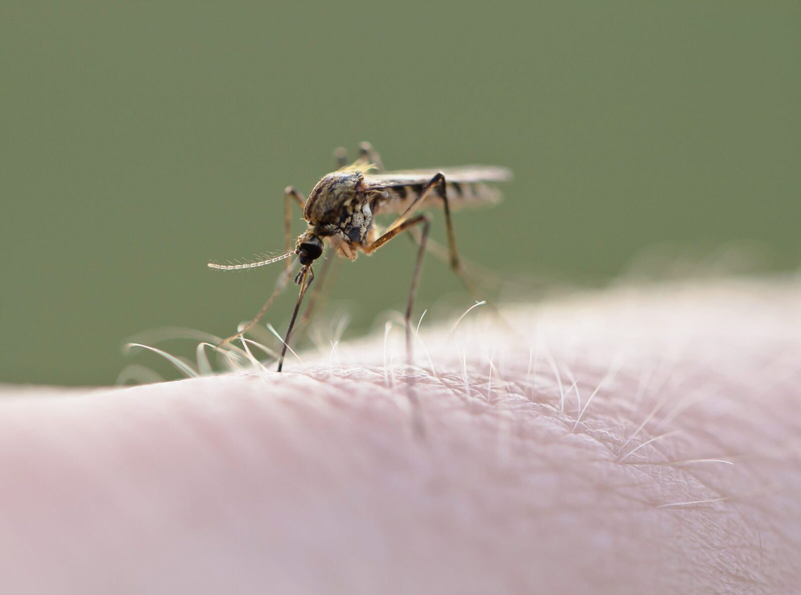 West Nile lovește Europa. Cum e în România