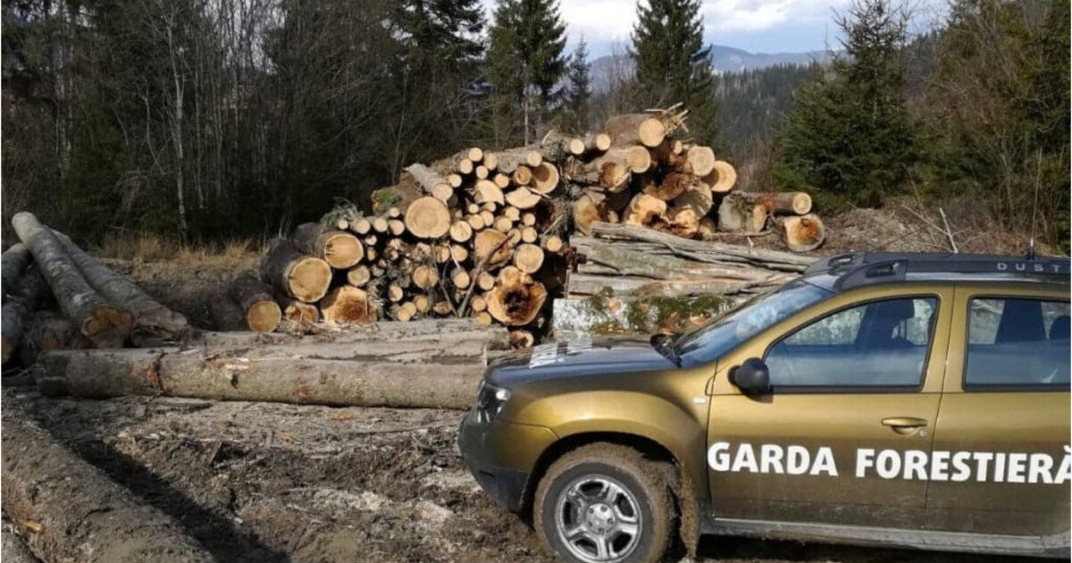 Buzoianu: Descoperire uriașă a Gărzii Forestiere: Tăieri ilegale masive