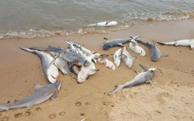Șoc pe plajă: 29 de rechini morți găsiți în New Jersey