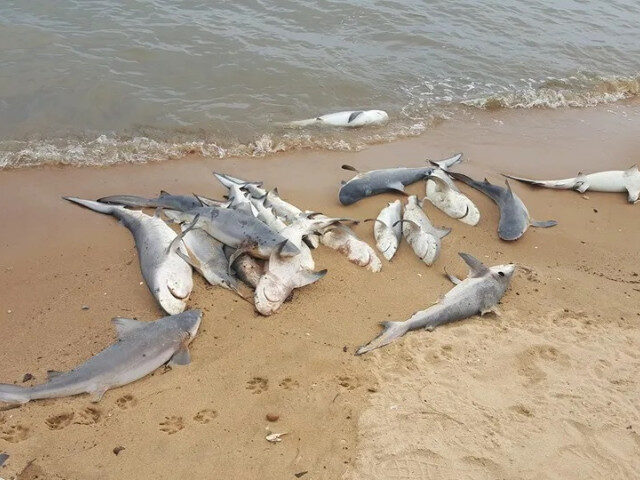 Șoc pe plajă: 29 de rechini morți găsiți în New Jersey
