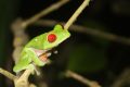 Descoperire uluitoare în Costa Rica: O broască cu secrete incredibile