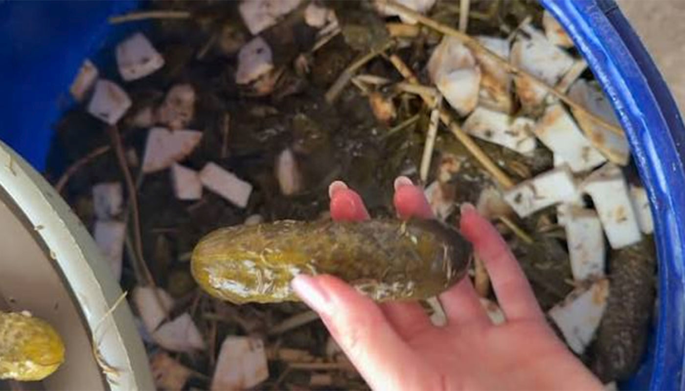 Cât rezistă castraveții murați: Termenul de valabilitate dezvăluit