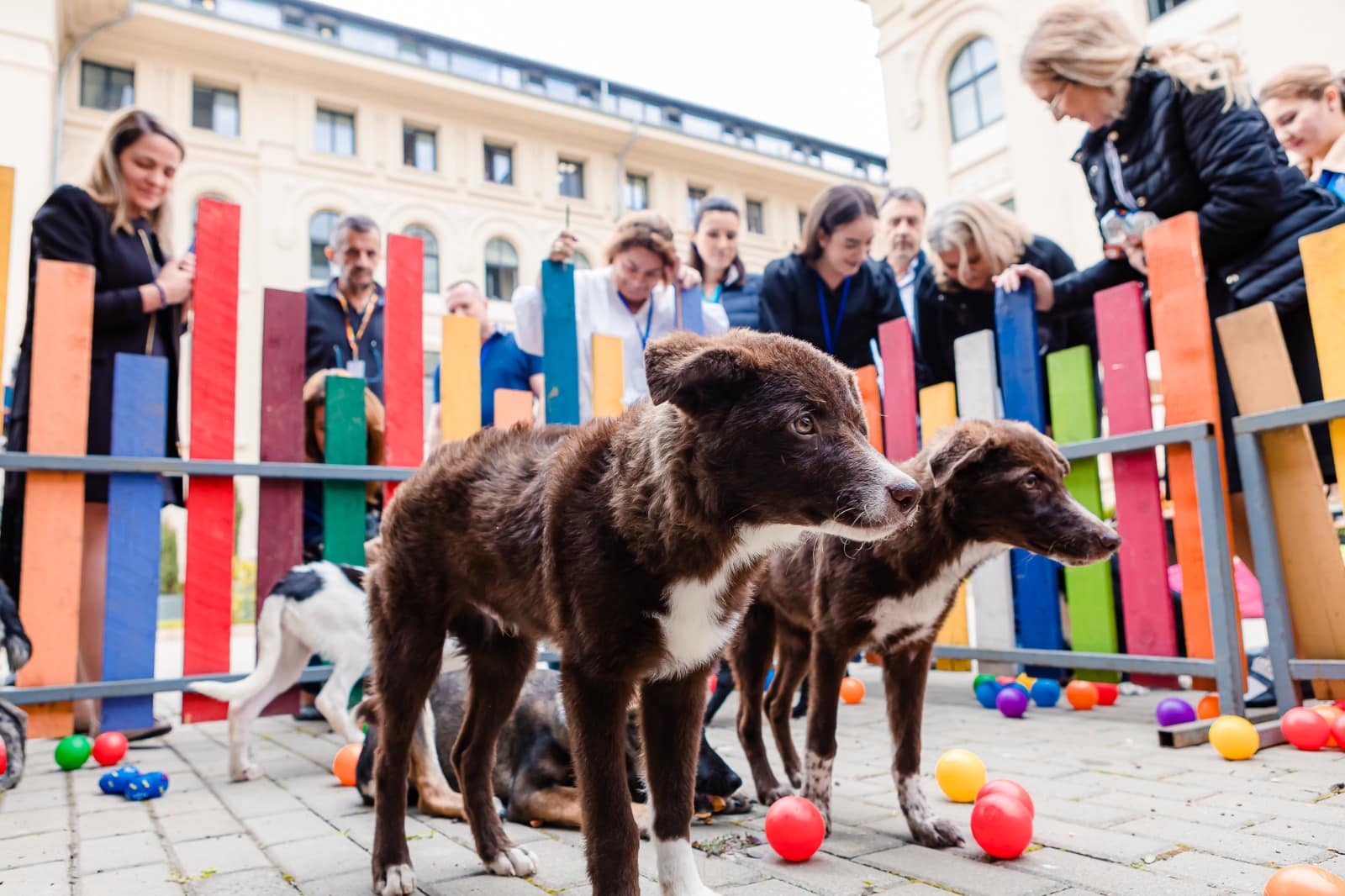 Cotroceni dă semnal: Summitul Animalelor pe agenda națională