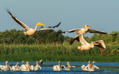 Delta Dunării, reorganizare decisivă. Ce se schimbă