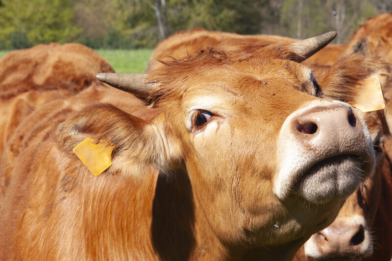 Gunoiul de grajd, mină de AUR în Iași: Gaz din 3.000 de animale