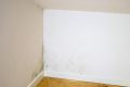 Mucegaiul: Pericol ascuns pentru sănătate. Ce faci când apar pete negre