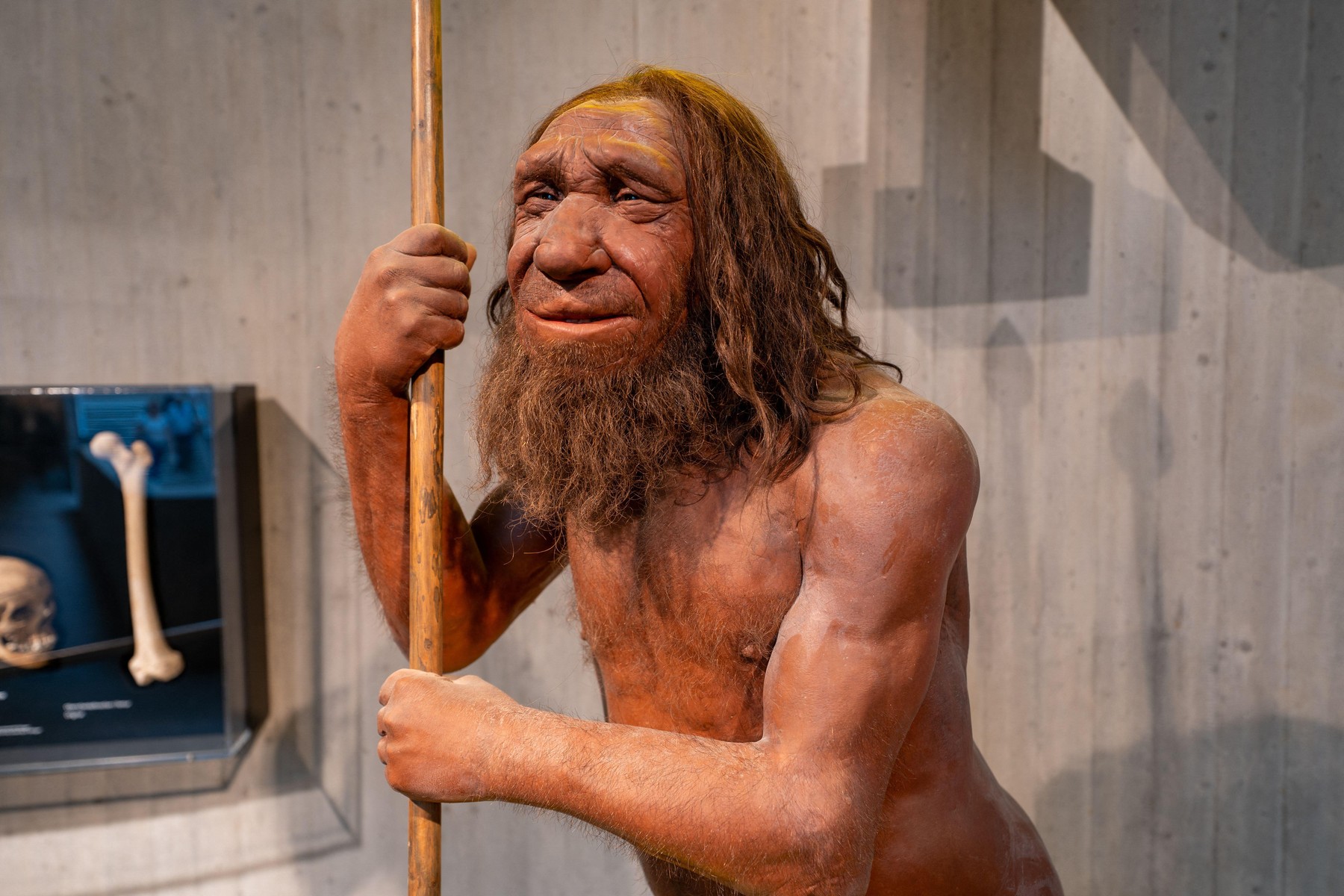 Neanderthalienii ne-au dat gena mușchilor: Doar unii o au