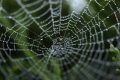 Pânza de păianjen, noul secret al tratamentelor medicale