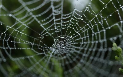 Pânza de păianjen, noul secret al tratamentelor medicale