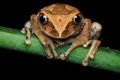 Costa Rica: Descoperită o nouă „broscuță de cafea”